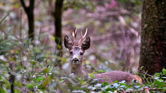 Trei tineri care au vânat ilegal un căprior - reţinuţi pentru braconaj, în urma unor percheziţii