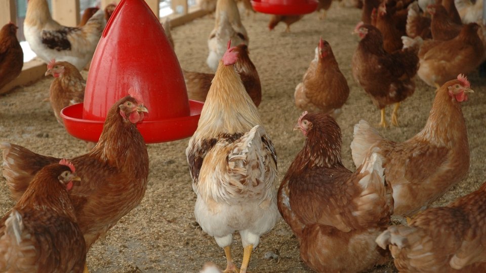 Focar de gripă aviară într-o exploataţie comercială cu peste 73.500 de păsări din localitatea Piscani (Olt)