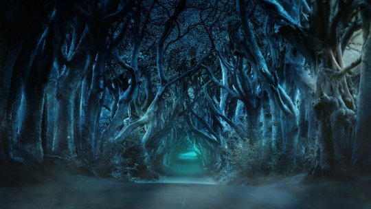 Irlanda de Nord: Copacii deveniţi celebri datorită serialului 'Game of Thrones' ar putea dispărea în 10-15 ani