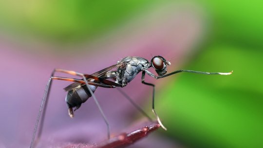 Semnalele chimice ale furnicilor ar putea fi utilizate pentru alungarea căpuşelor (studiu)