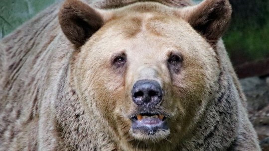 Vânători atacaţi de urs în judeţul Bistriţa-Năsăud