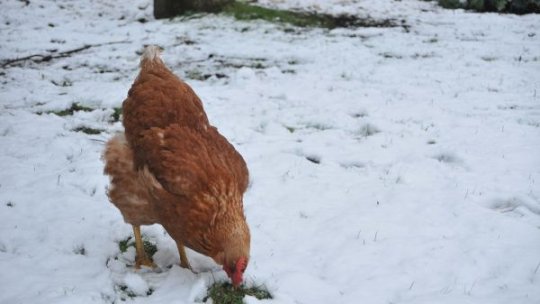Recomandări pentru protejarea animalelor în perioadele cu temperaturi scăzute şi căderi de zăpadă