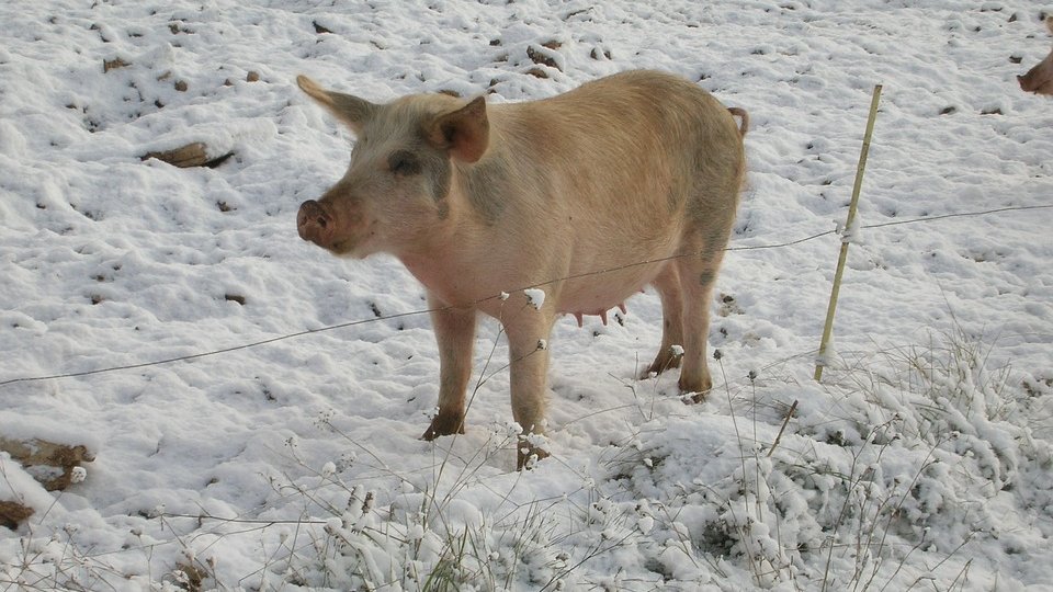 Precizări din partea autorităţilor din domeniul sanitar-veterinar, privind sacrificarea porcilor