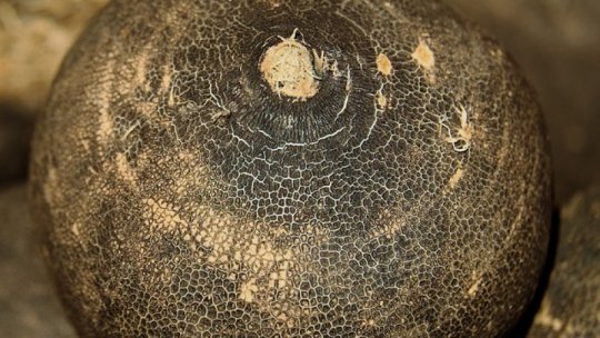 Ridichea neagră tratează laringita