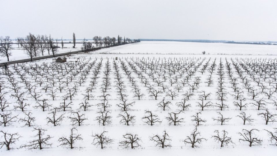 Variaţiile mari şi bruşte de temperatură afectează producţiile agricole