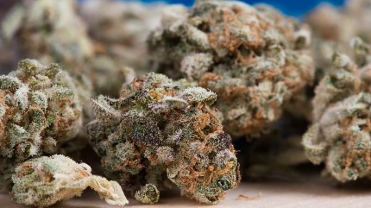 Se majorează pedepsele pentru cei care cultivă, vând, oferă sau produc droguri