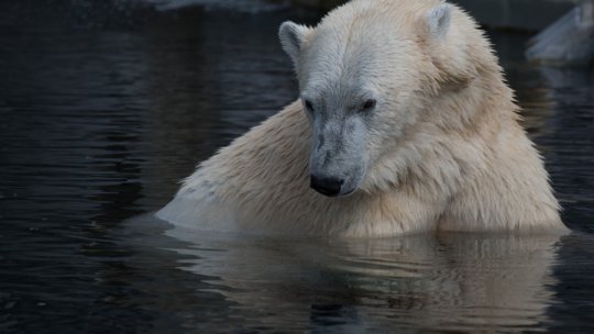 „Ziua Internaţională a Ursului polar”