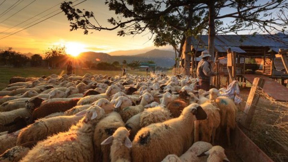 Saivan prăbuşit peste o turmă de oi. Zeci de animale au murit în urma accidentului
