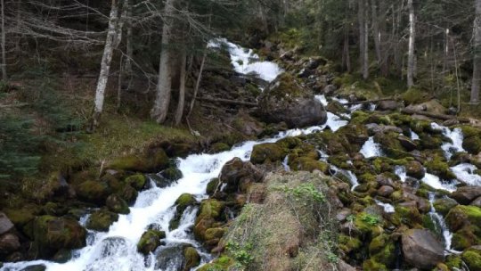 Datorită defrișărilor, 10 milioane de hectare de păduri au fost eliminate în fiecare an în perioada 2015-2020