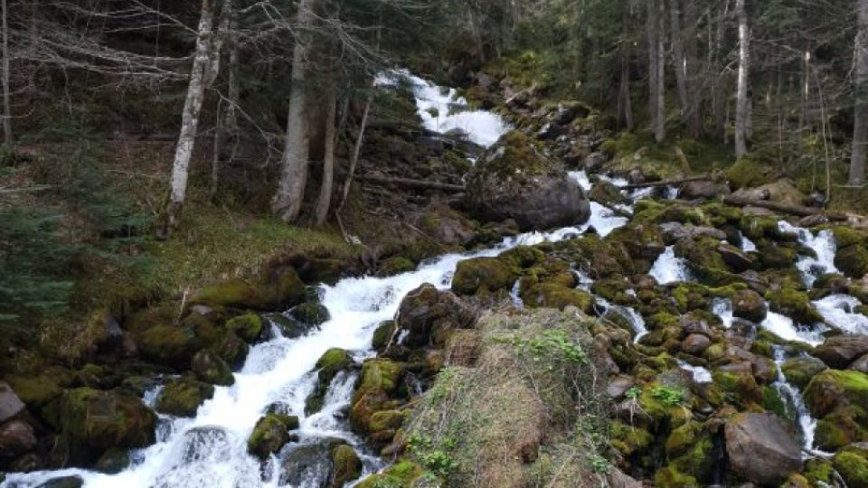 Datorită defrișărilor, 10 milioane de hectare de păduri au fost eliminate în fiecare an în perioada 2015-2020