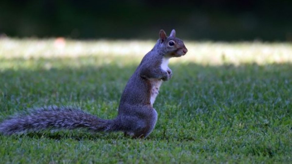 Un grup de veveriţe a fost antrenat pentru detectarea drogurilor