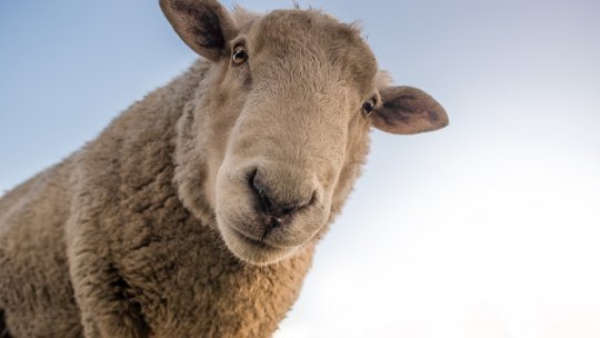 În judeţul Dolj, zeci de oi au fost omorâte de şacali