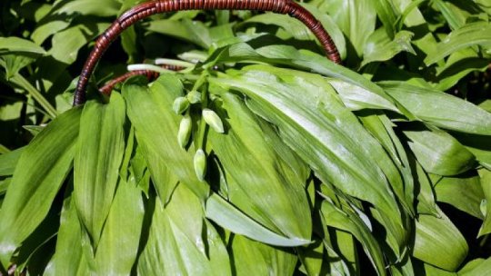 Consumul legumelor cu frunze verzi poate reduce riscul de demenţă şi întineri creierul