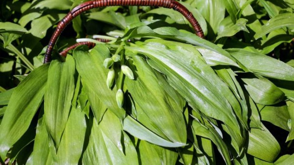 Consumul legumelor cu frunze verzi poate reduce riscul de demenţă şi întineri creierul