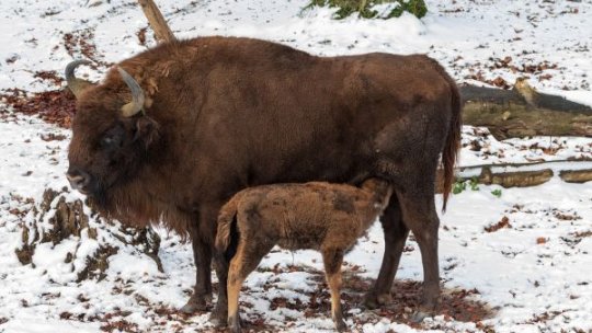 Grădina Zoologică din Târgu Mureş doreşte să devină unul dintre centrele de reproducere a zimbrilor europeni