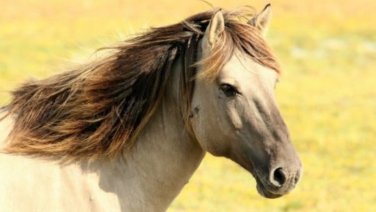 Anchetă privind carne de la cai care ar fi fost vândută ilegal în Italia cu complicitatea unor veterinari