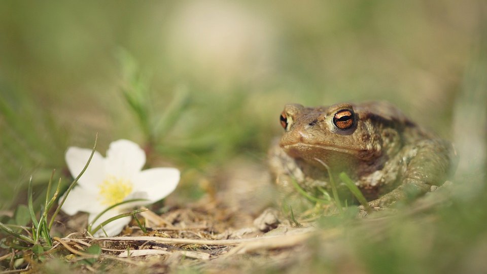 Mii de broscuţe au invadat un drum judeţean din Timiş