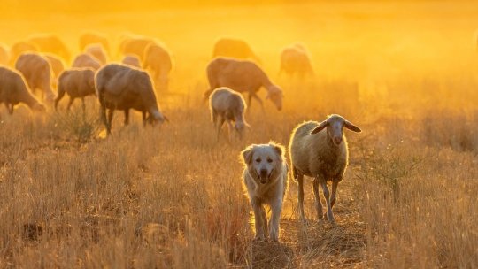 Concurs de frumusețe pentru câinii ciobănești, la Bran