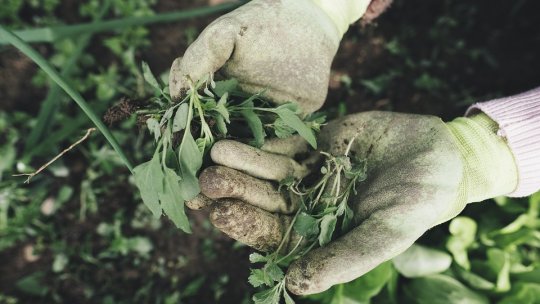 Agricultura regenerativă: acolo unde inovația se întâlnește cu tradiția