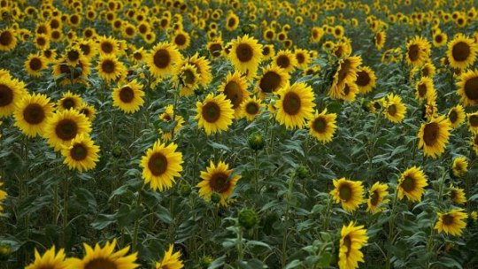România a ocupat prima poziţie în UE la producţia de floarea soarelui în 2022