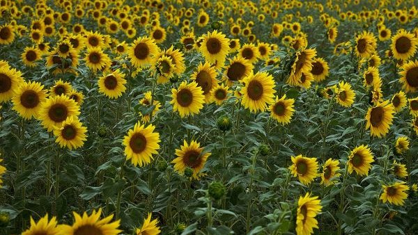 România a ocupat prima poziţie în UE la producţia de floarea soarelui în 2022