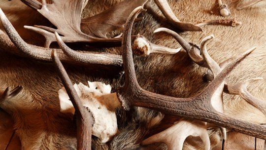 Perchiziţii într-un dosar de braconaj