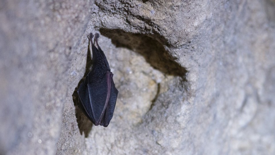 Liliecii din Serbia hibernează în peşterile din Parcul Naţional Semenic-Cheile Caraşului