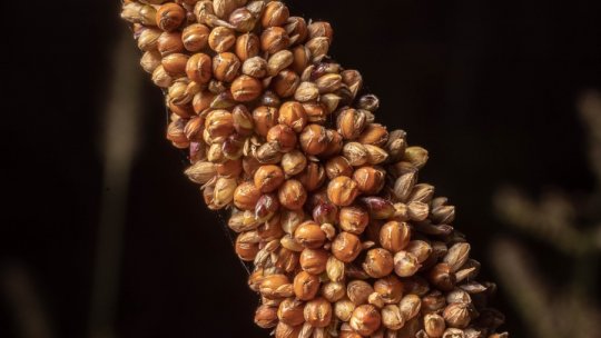 FAO: Anul Internațional al Meiului - 6 motive să readucem meiul în piață