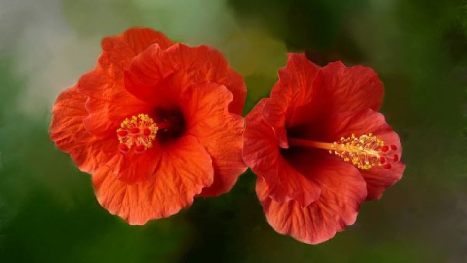 Antioxidanţii din hibiscus pot contribui la combaterea obezităţii