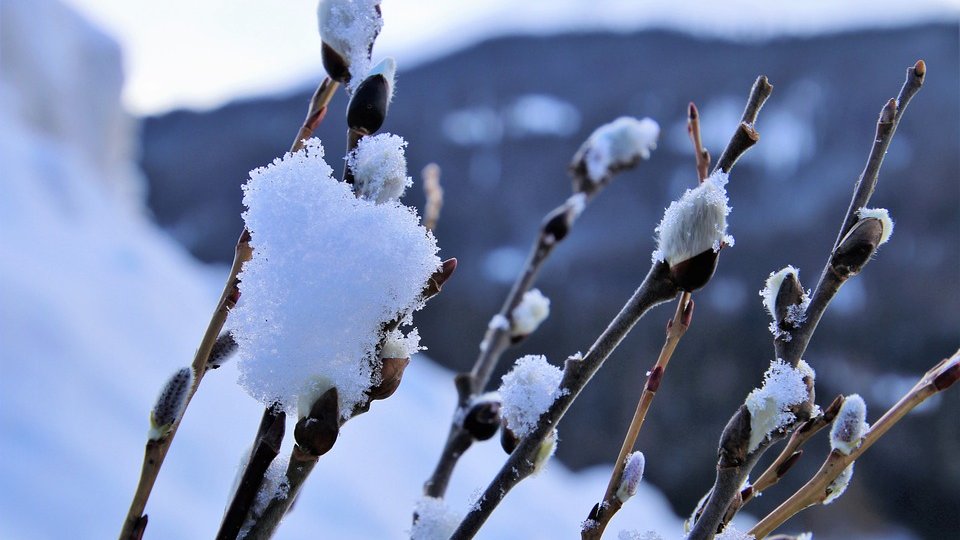 Schimbările de temperaturi din ultima perioadă creează probleme în agricultură