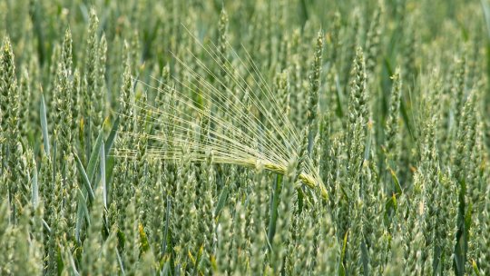 Pact de solidaritate între fermierii din cinci ţări europene