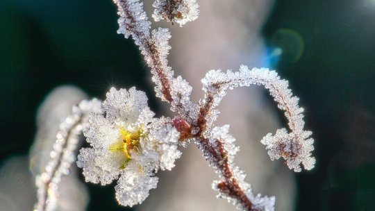 Îngheţul de la sfârşitul lunii trecute a afectat livezile din multe regiuni ale ţării