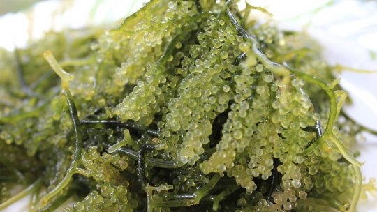 Prima baterie reîncărcabilă şi comestibilă din lume, făcută din alge, aur şi migdale