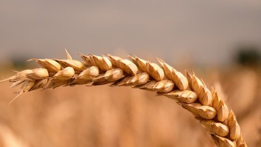 România nu va interzice unilateral importul de cereale ucrainene, declară ministrul Petre Daea