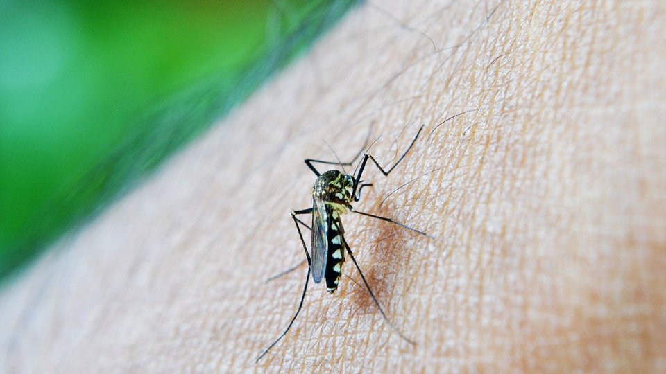 Epidemie gravă de febră dengue, în Argentina