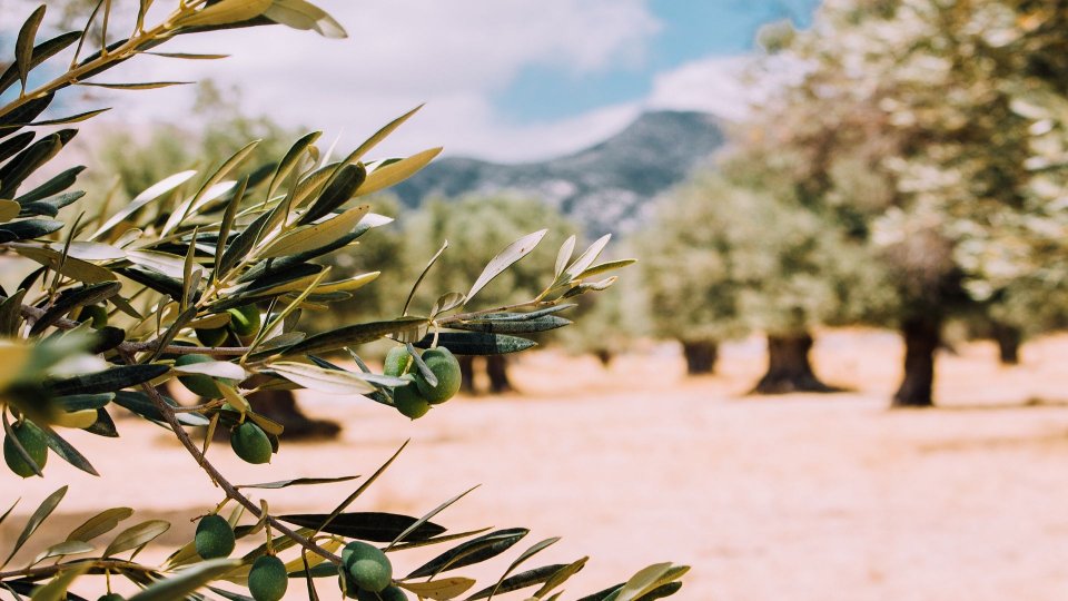 Seceta prelungită din Spania majorează la un nivel record preţul uleiului de măsline