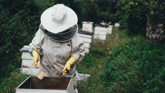 Cererile de plată pentru intervenţiile aferente sectorului apicol 2023 pot fi depuse până în august