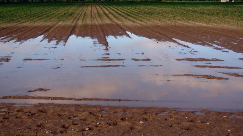 Temperaturile scăzute din Maramureş au afectat culturile legumicole