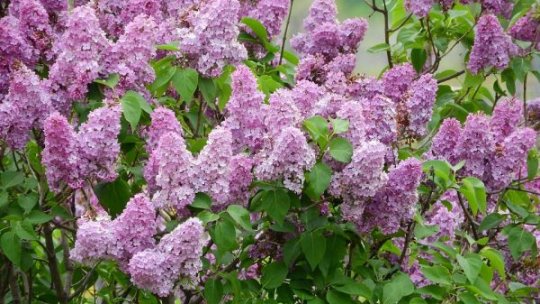 Vremea va deveni normală sub aspect termic la mijlocul lunii. Prognoza meteo pentru următoarea perioadă