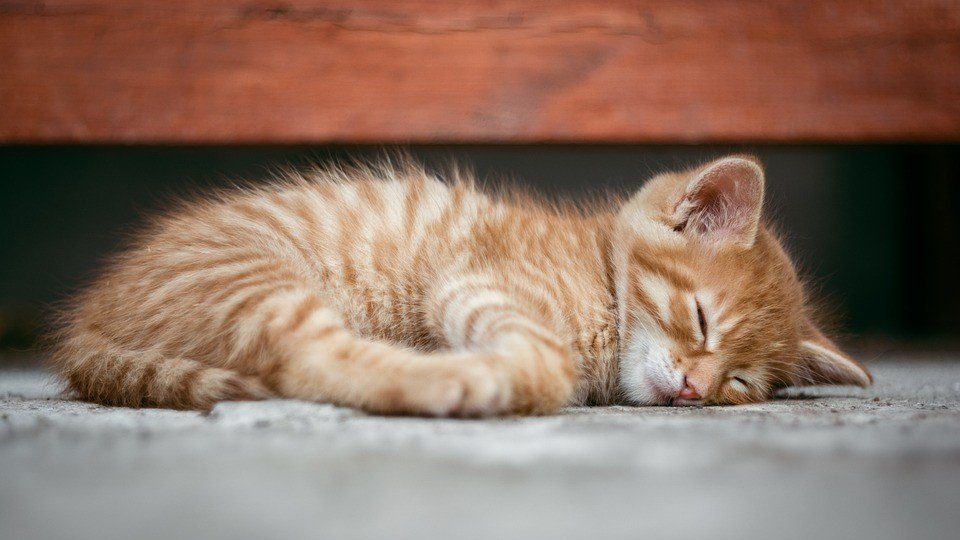 Toxoplasmoza – o boală transmisă la om de pisici