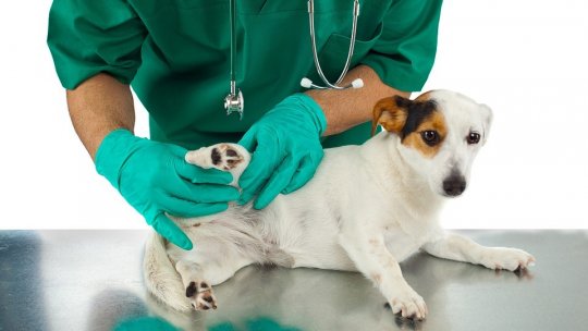 Puricii, vectori ai bolilor, de la animal la om