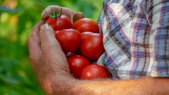 Peste 22.000 de fermieri au solicitat înscrierea în Programul Tomata