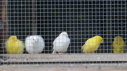 Psittacoza – boala pe care păsările o transmit oamenilor