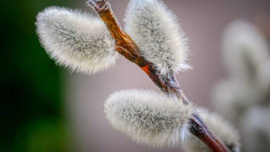 Circa 1,8 milioane de români îşi sărbătoresc onomastica de Florii