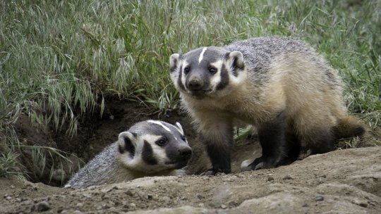 Tuberculoza bovină: Franța lansează vaccinarea experimentală pe bursuci