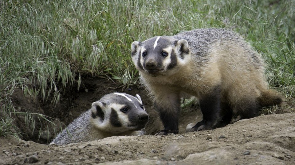 Tuberculoza bovină: Franța lansează vaccinarea experimentală pe bursuci