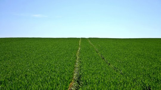 Agricultura Regenerativă - ce trebuie să știți