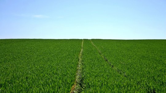 Agricultura Regenerativă - ce trebuie să știți