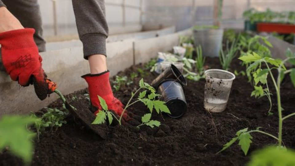 Lucrări în grădina de legume și în livadă în luna mai