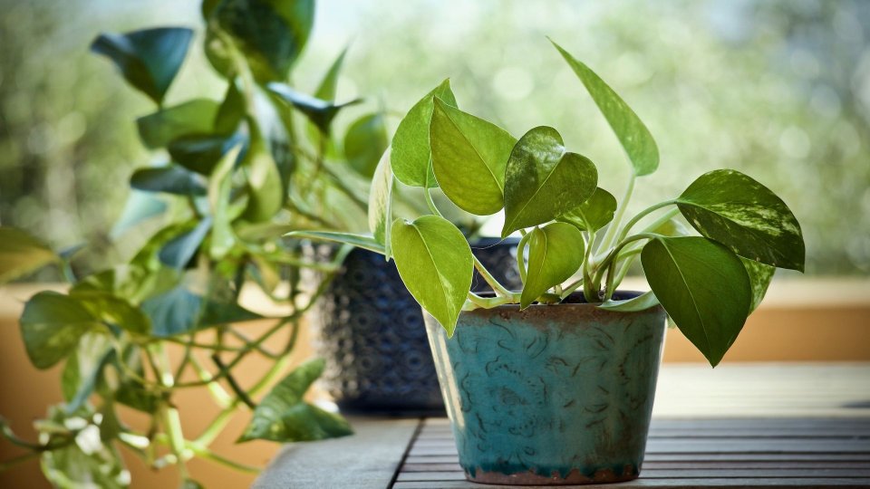 Plante de interior obișnuite care pot dăuna sănătății